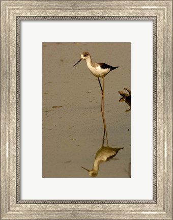 Framed Black-winged stilt bird, Keoladeo Ghana Sanctuary, INDIA Print