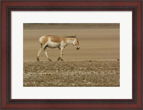 Framed Asiatic Wild Ass, Donkey, Gujarat, INDIA Print