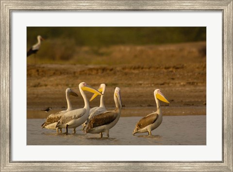 Framed Great White Pelican bird, Velavadar, Gujarat, SW INDIA Print