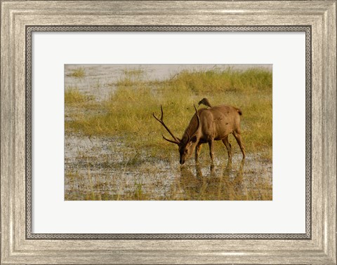 Framed Sambar Deer, Ranthambhore NP, Rajasthan, India Print