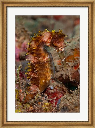 Framed Close-up of adult spiny seahorse Print