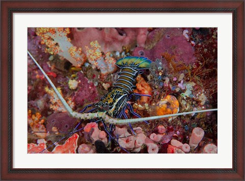 Framed Lobster and coral, Raja Ampat, Papua, Indonesia Print