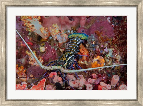 Framed Lobster and coral, Raja Ampat, Papua, Indonesia Print