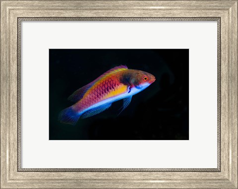 Framed Bay Close-up of colorful wrasse fish Print