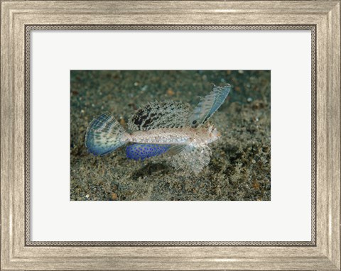 Framed Close-up of dragonet fish Print