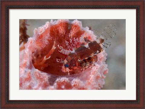 Framed Dendrochirus zebra fish Print