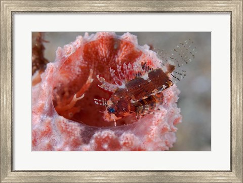 Framed Dendrochirus zebra fish Print