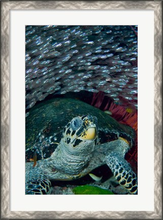 Framed Glassfish, Hawksbill turtle Print