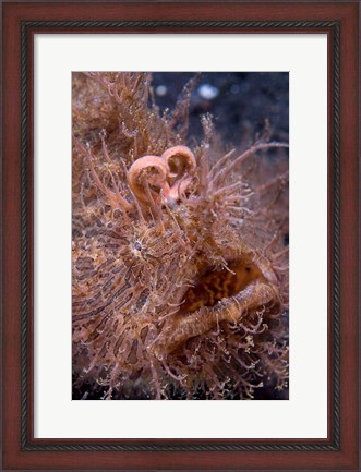 Framed Hairy frogfish Print