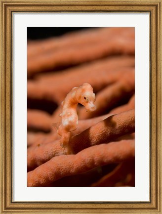 Framed Pygmy seahorse marine life Print