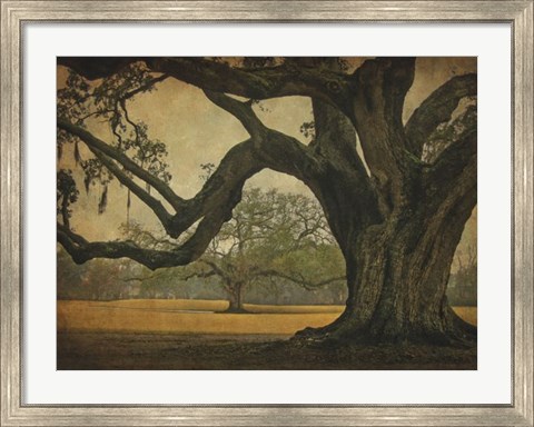 Framed Two Oaks in Rain, Audubon Gardens Print