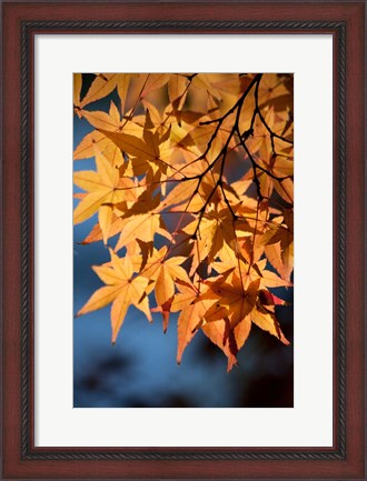 Framed Autumn maples on grounds of Hiroshima Castle, Japan Print