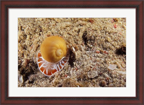 Framed Moon Shell, Papua, Indonesia Print