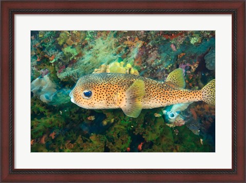 Framed Pufferfish, Scuba Diving, Tukang Besi, Indonesia Print