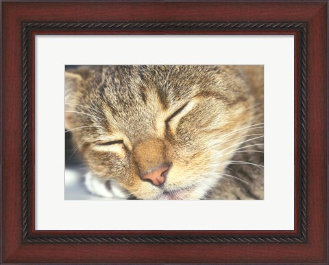 Framed Cat Sleeping Print