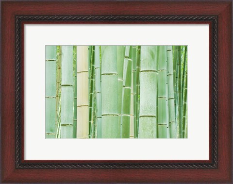 Framed Bambloo Forest, Sagano, Arashiyama, Kyoto, Japan Print
