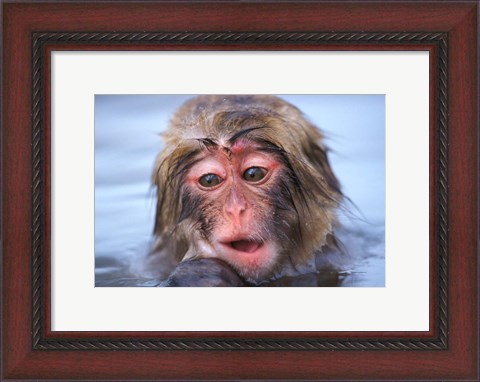 Framed Japan, Nagano, Jigokudani, Snow Monkey in Hot Spring Print