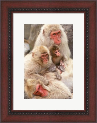 Framed Japan, Nagano, Jigokudani, Snow Monkey Family Print