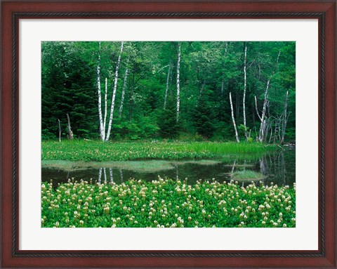 Framed Mitsugashiwa, Norikura, Nagano, Japan Print