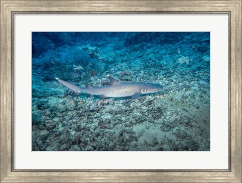 Framed WhiteTip Reef Shark, Malaysia Print