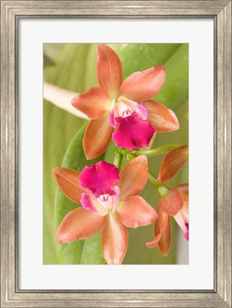 Framed Orchid Blooms in the Spring, Thailand Print