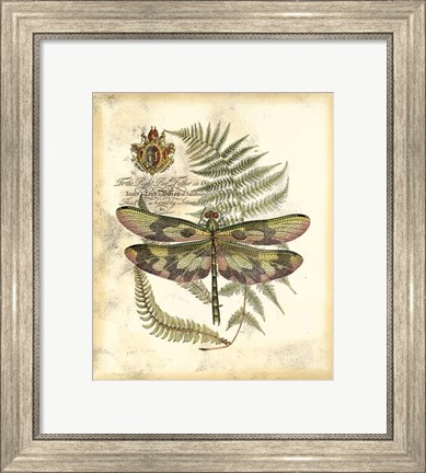 Framed Regal Dragonfly IV Print