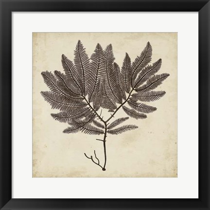 Framed Vintage Seaweed II Print