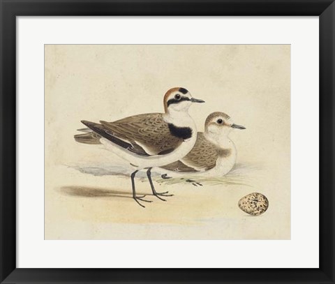 Framed Meyer Shorebirds V Print