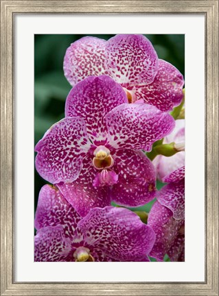 Framed Singapore. National Orchid Garden - spotted Orchids Print