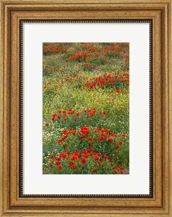 Framed Red Poppy Field in Central Turkey during springtime bloom Print