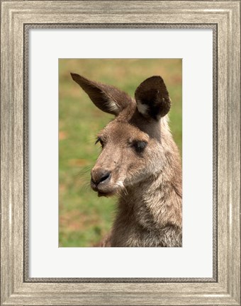 Framed Grey Kangaroo, Australia Print