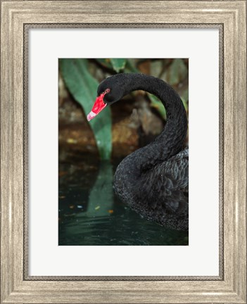 Framed Australia, Black Swan (Cygnus atratus) Print