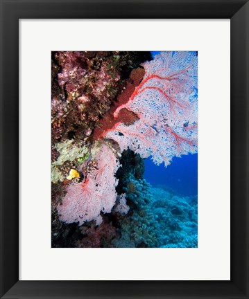 Framed Fan Coral, Agincourt Reef, Great Barrier Reef, North Queensland, Australia Print