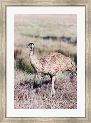 Framed Emu wildlife, Australia Print