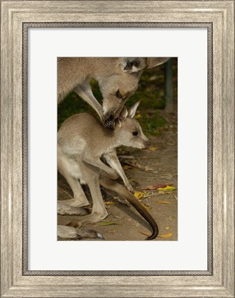 Framed Eastern Grey Kangaroo with baby, Queensland AUSTRALIA Print