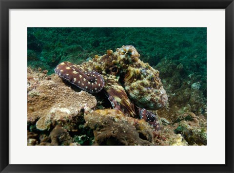 Framed Marine Life, Octopus, coral reef, Stradbroke, Australia Print