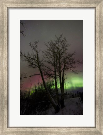 Framed Aurora Borealis with Tree, Twin Lakes, Yukon, Canada Print