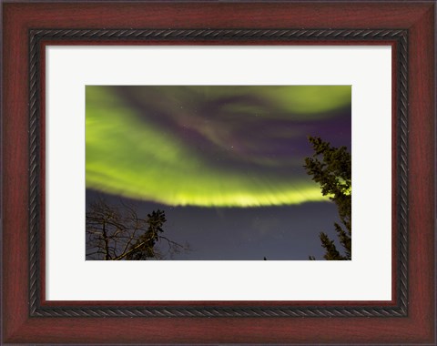 Framed Aurora Borealis with Trees, Yukon, Canada Print