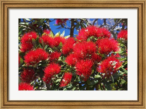 Framed Pohutukawa Flowers Print