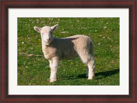 Framed New Lamb, South Island, New Zealand Print