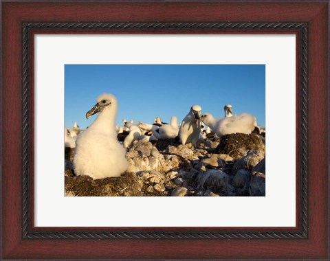 Framed Shy Albatross chick and colony, Bass Strait, Tasmania, Australia Print