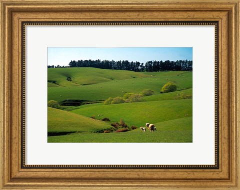 Framed Farmland Near Clinton, New Zealand Print