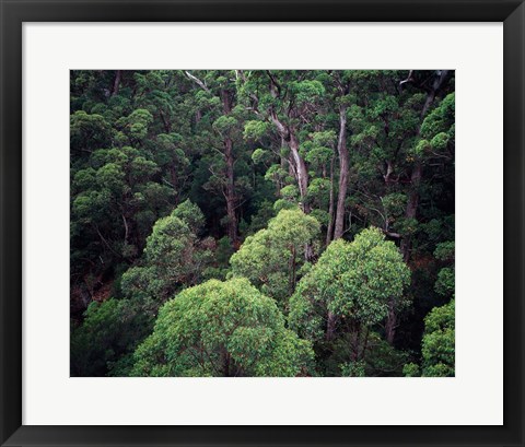 Framed Eucalyptus Forest, Walpole-Nornalup NP, Western Australia, Australia Print