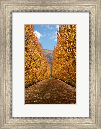 Framed Autumn, Orchard, Roxburgh, South Island, New Zealand Print