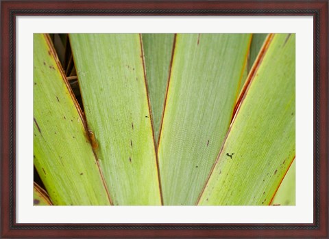 Framed Flax Detail, West Coast, South Island, New Zealand Print