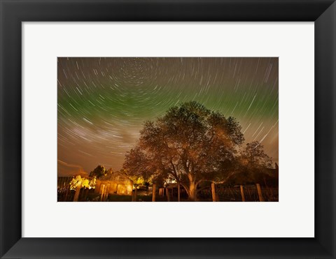 Framed Star Trails Over Walnut Tree, Domain Road Vineyard, Central Otago, South Island, New Zealand Print