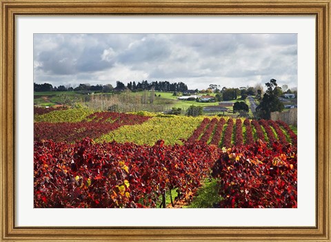 Framed Vineyard, Te Kauwhata, Waikato, North Island, New Zealand Print