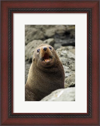 Framed Fur Seal, Kaikoura Coast, South Island, New Zealand Print