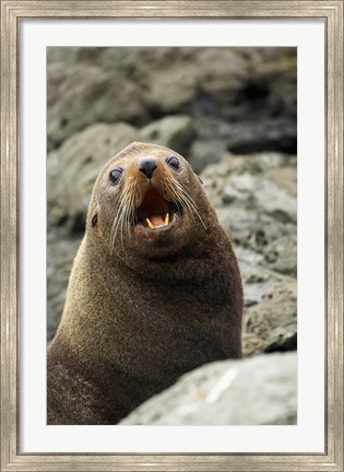 Framed Fur Seal, Kaikoura Coast, South Island, New Zealand Print