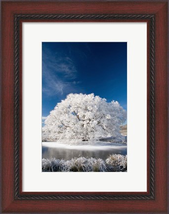 Framed Hoar Frost on Willow Tree, near Omakau, Central Otago, South Island, New Zealand Print